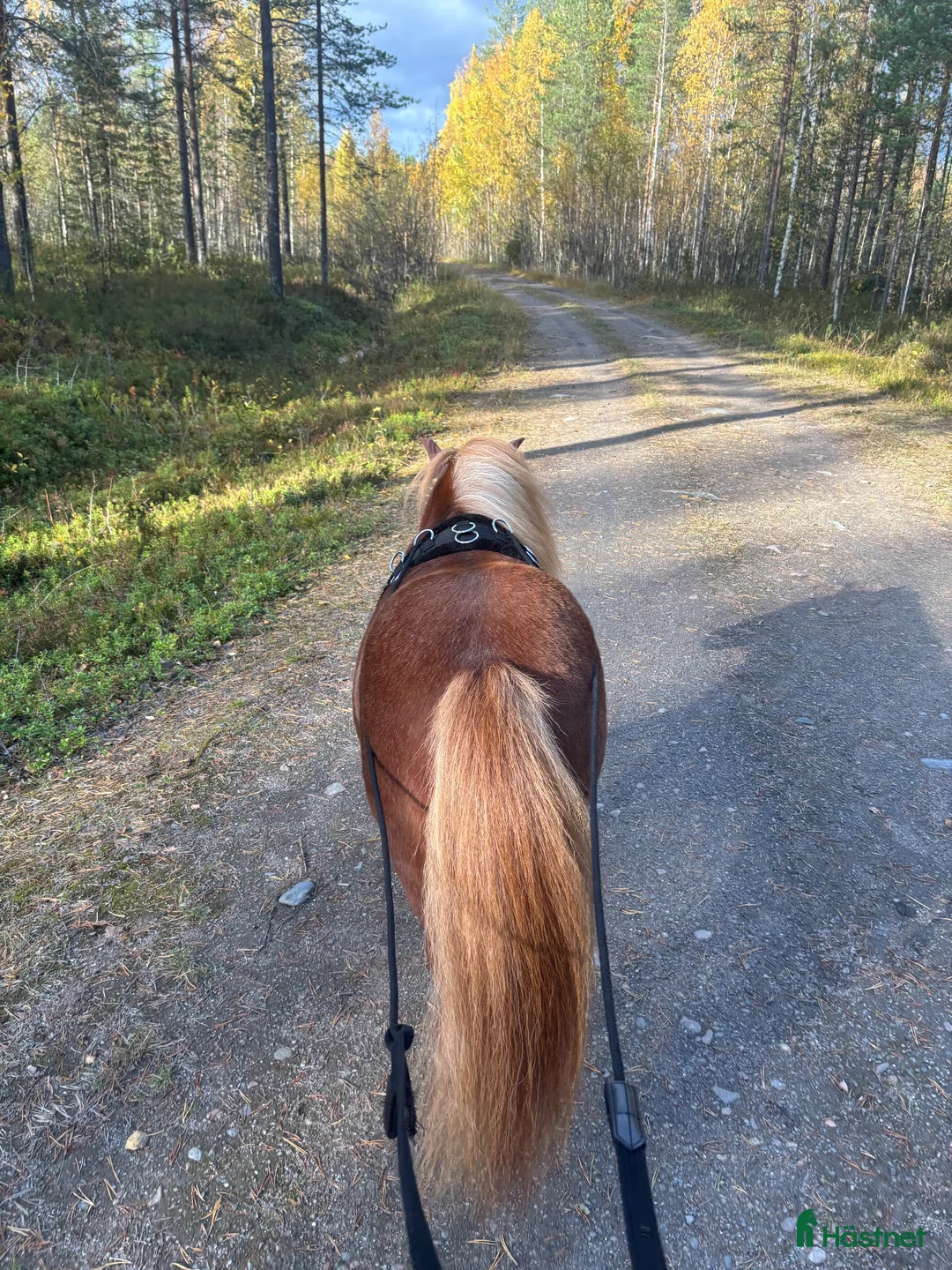 Allround hästar till salu: Supersnäll shettis - Annons 3
