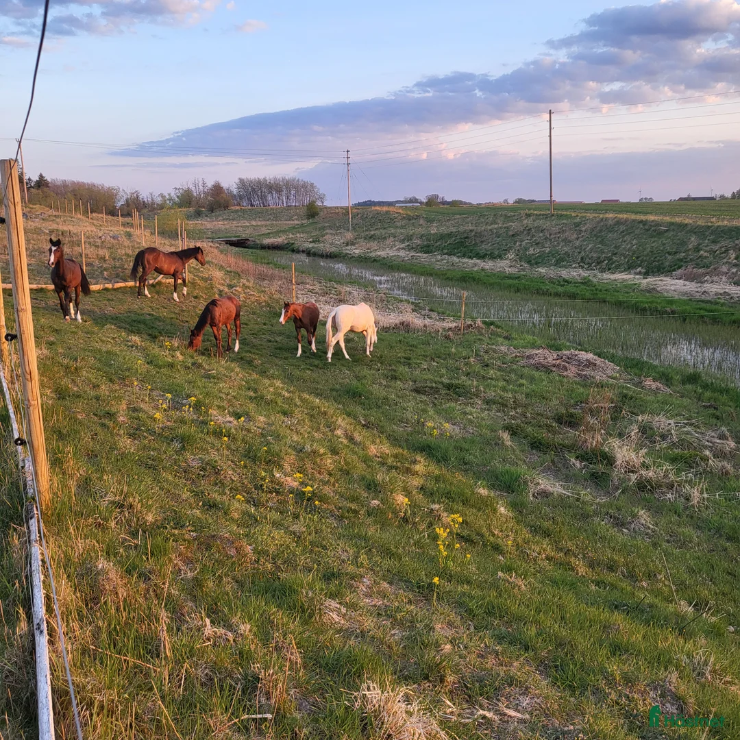  stallplats finnes: Lösdrifts- & boxplatser! - Annons 2