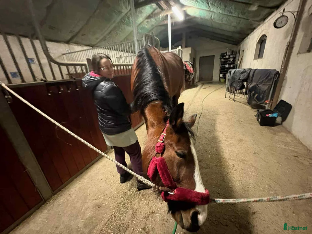 Allround hästar till salu: Genomsnäll 10-årig travare byte mot trygg C/Dponny - Annons 2