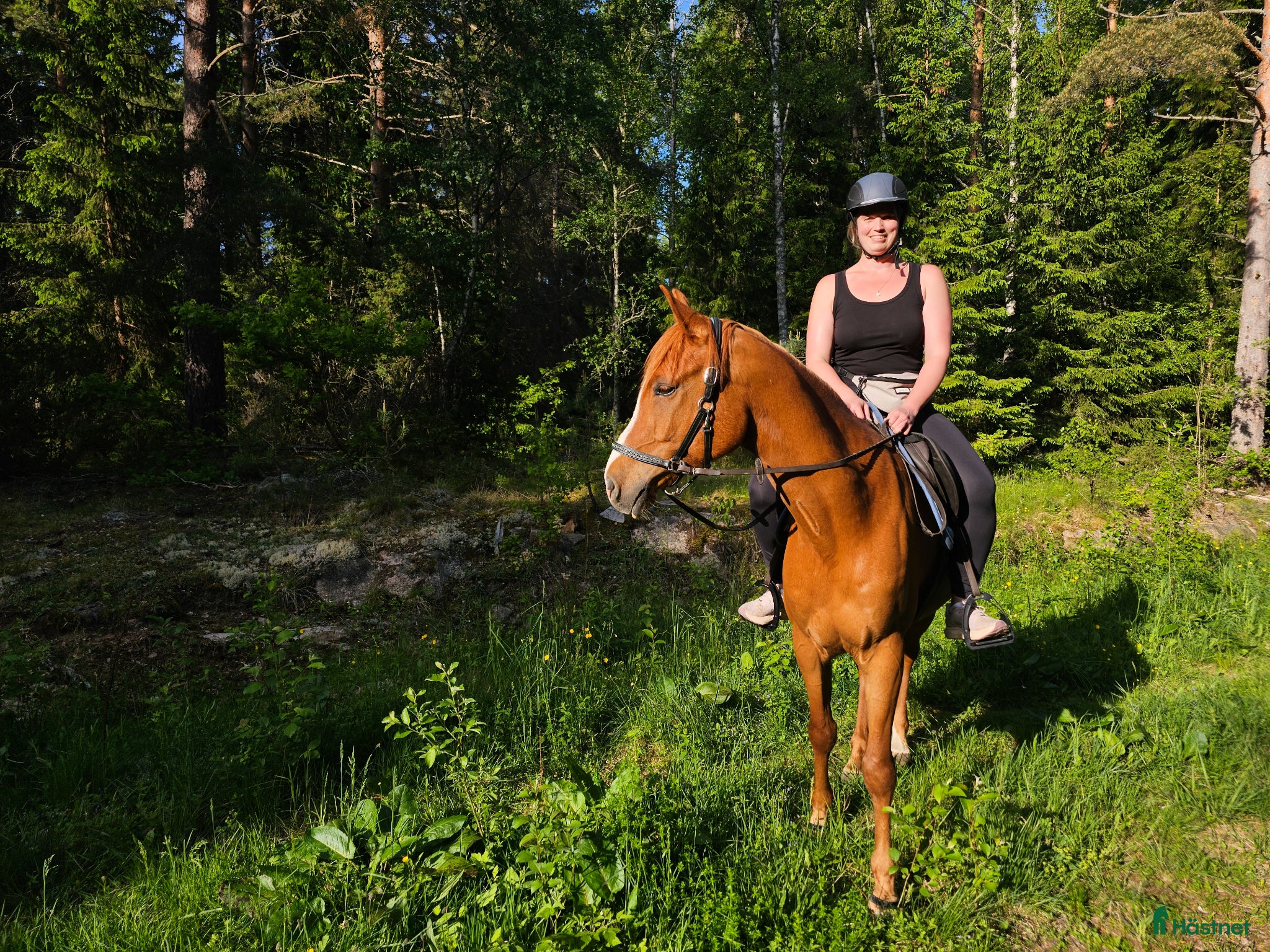  hästar Trygg valack till uteritter sökes - Annons 1