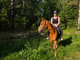 hästar Trygg valack till uteritter sökes - Annons 1