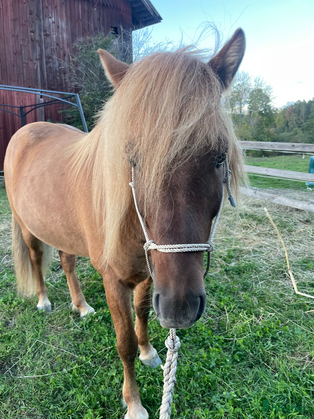 Island hästar till salu: En kompis för livet i Sköldinge - Annons 2