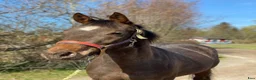 Allround hästar till salu: Trevlig 3-årig d-ponny  i Braås - Annons 1