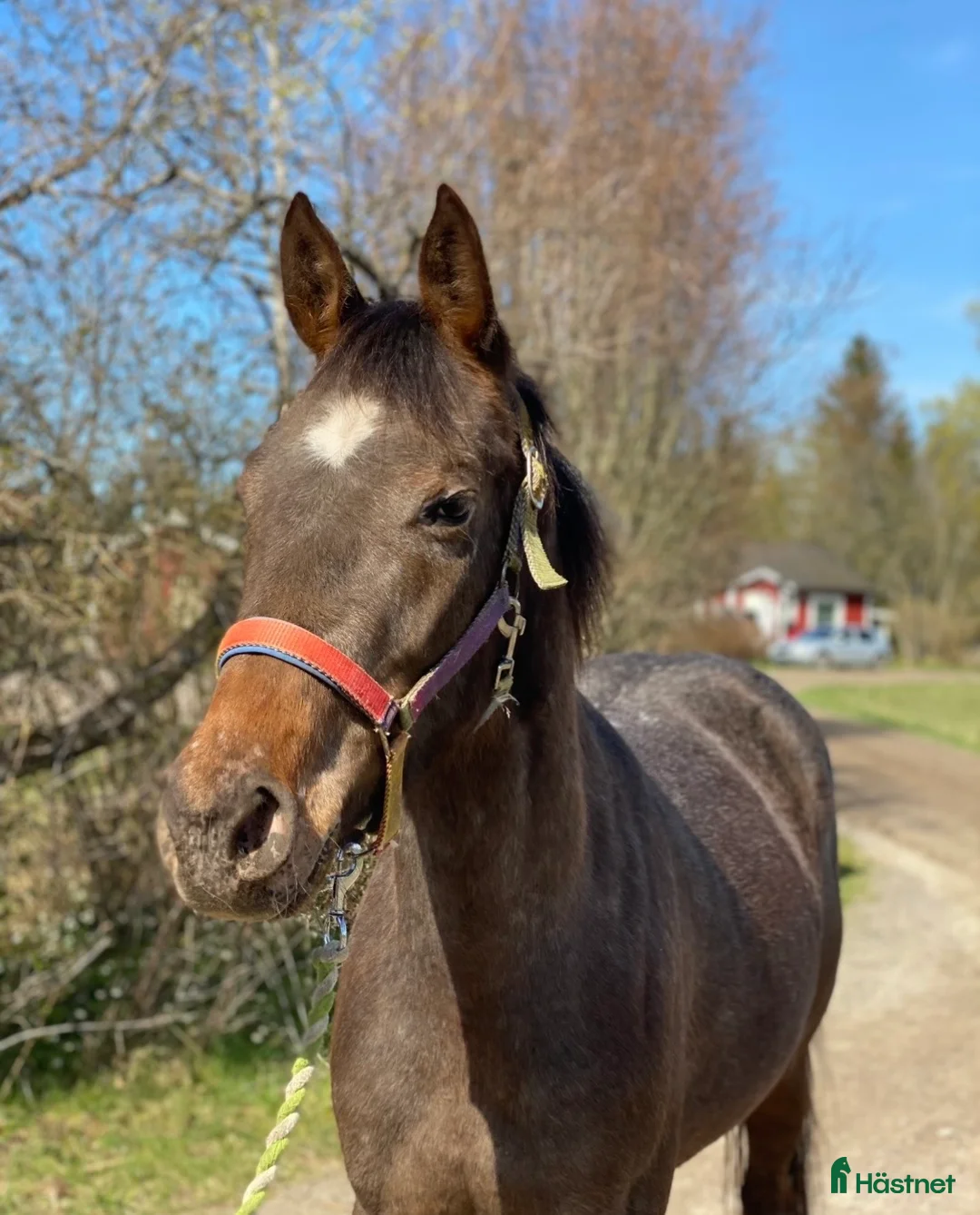 Allround hästar till salu: Trevlig 3-årig d-ponny  i Braås - Annons 1
