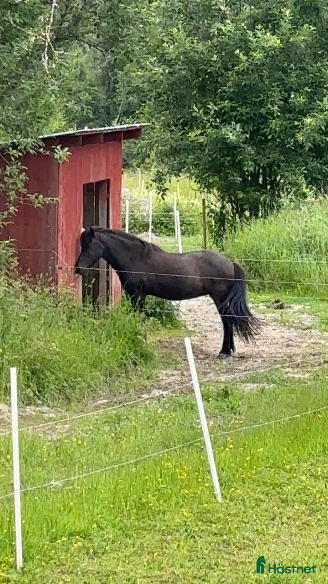  hästar Söker trygg skogsmulle - Annons 2
