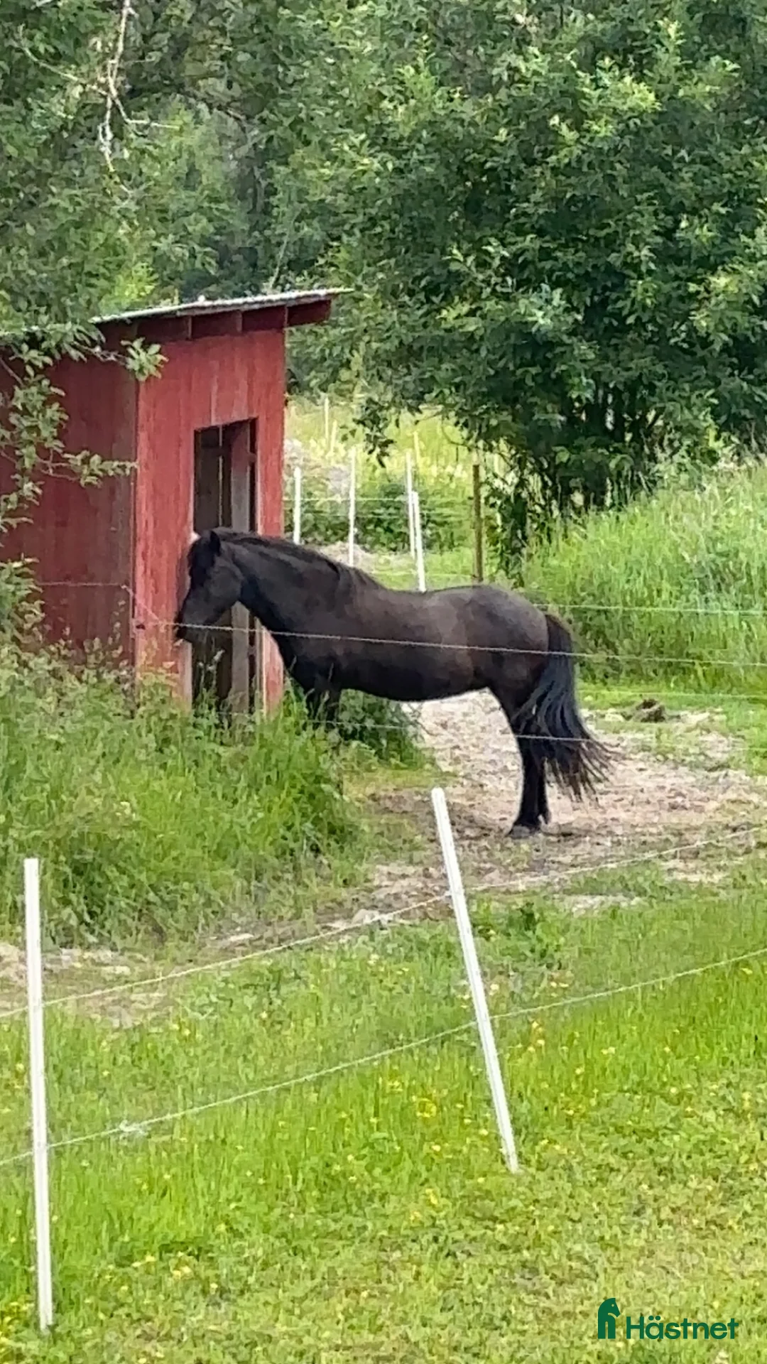 Island hästar sökes: Söker trygg skogsmulle - Annons 1