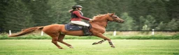Hoppning hästar till salu: Charmig ponny till salu 🦄 - Annons 1