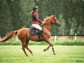 hästar Charmig ponny till salu 🦄 - Annons 18