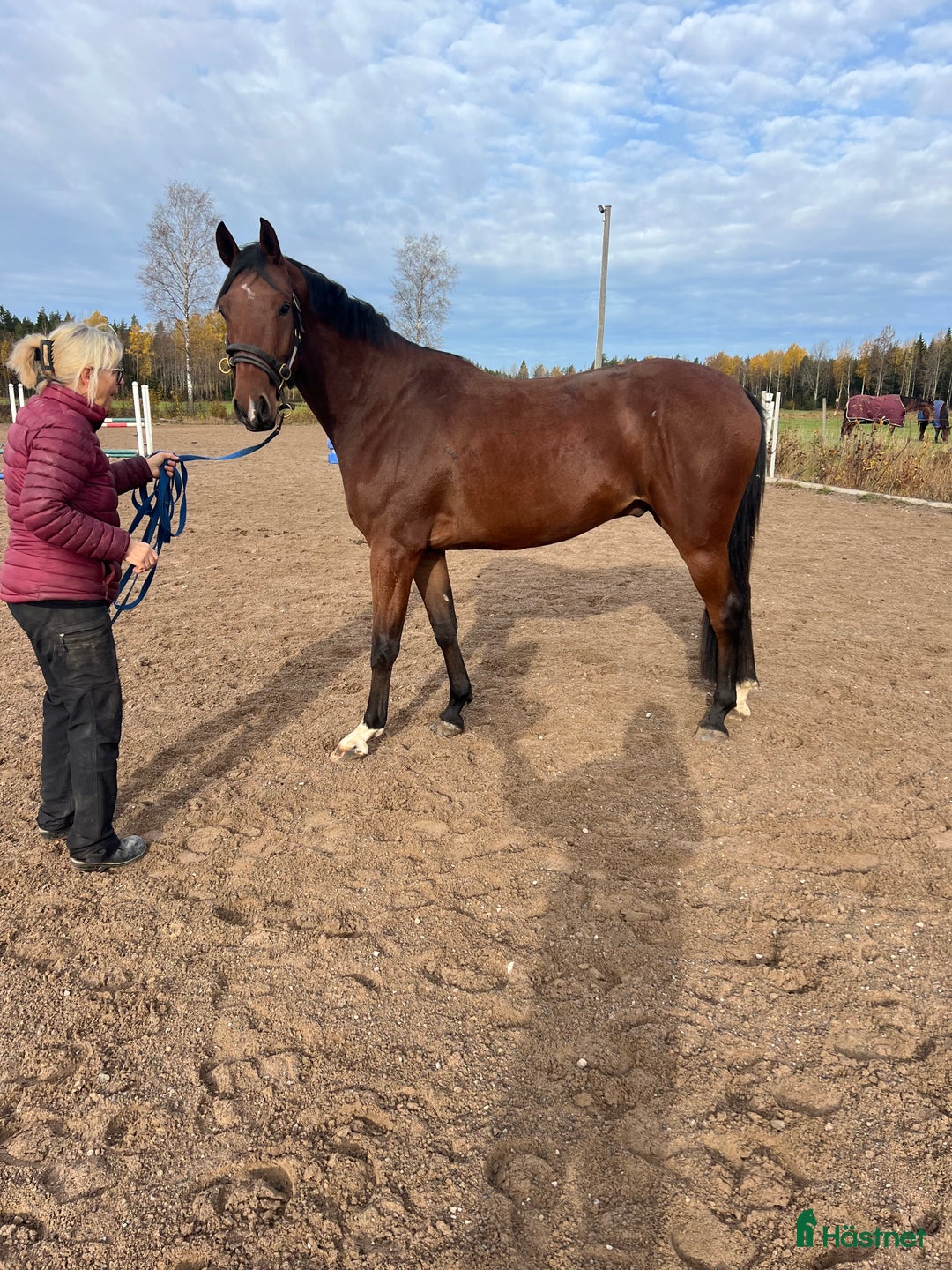 Hoppning hästar till salu:  Formbar valack!  i Eksjö - Annons 3