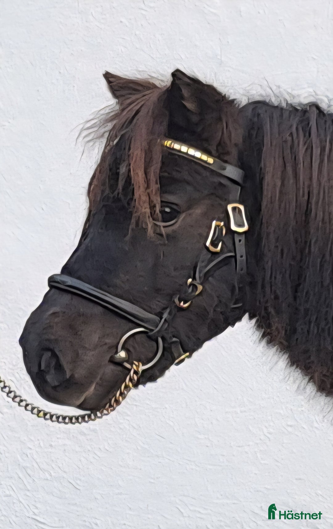 Sällskap hästar till salu: Minivalack Shetland i Östhammar - Annons 2