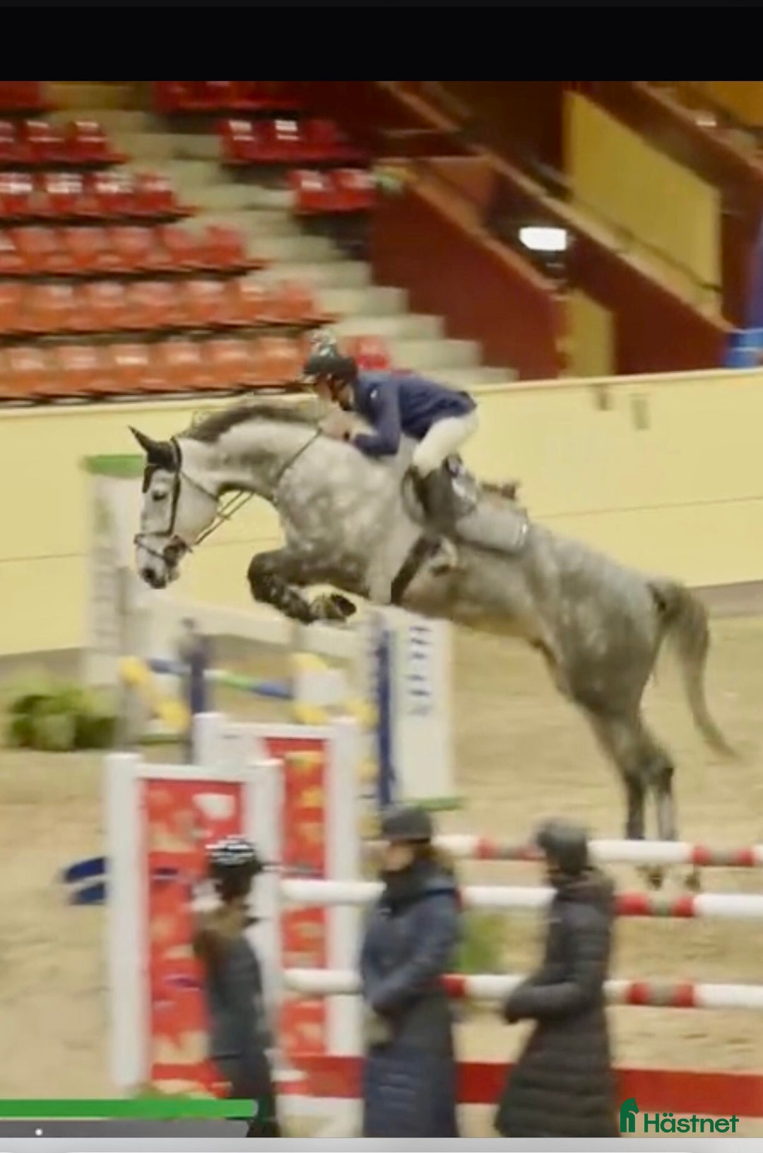 Hoppning hästar till salu: Kvalitetsföl e.Kasper van het Hellehof i Bräkne-Hoby - Bild 4