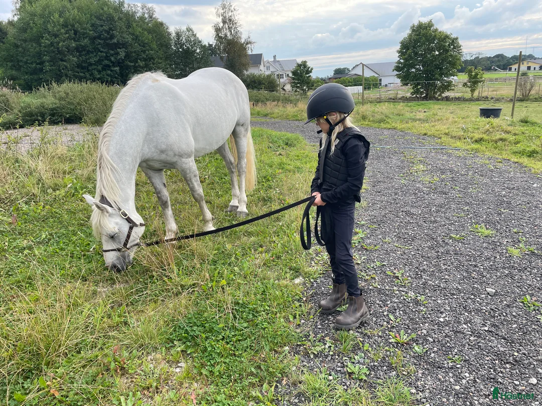 Hoppning hästar till salu: Snäll maxad D-ponny med kapacitet 🦄 - Annons 10