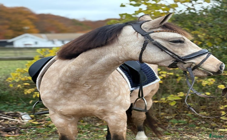  hästar i Hjärnarp - Annons 10