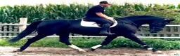 Allround hästar till salu: Black Pearl Waria – Exceptional 5-Year-Old Mare - Annons 10