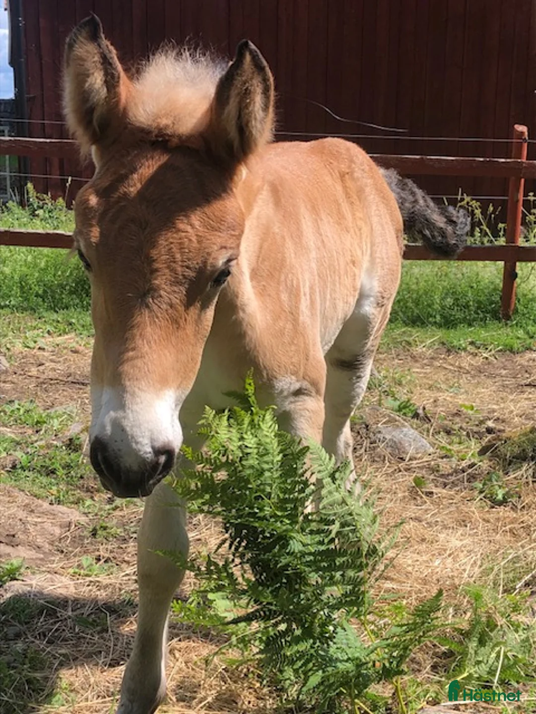 Allround hästar till salu: Indra 22-23-0062 - Annons 14