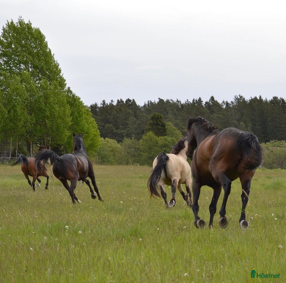  stallplats Sommarbete med fullskötsel - Annons 10