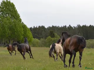 stallplats Sommarbete med fullskötsel - Annons 10