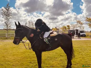 hästar Charmigt hoppsto - Annons 3