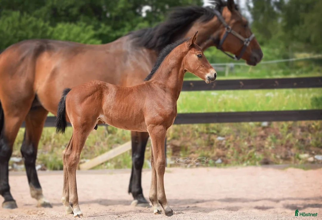 Galleribild {{count}}