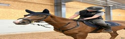 Hoppning hästar till salu: Potential showjumper - Annons 3