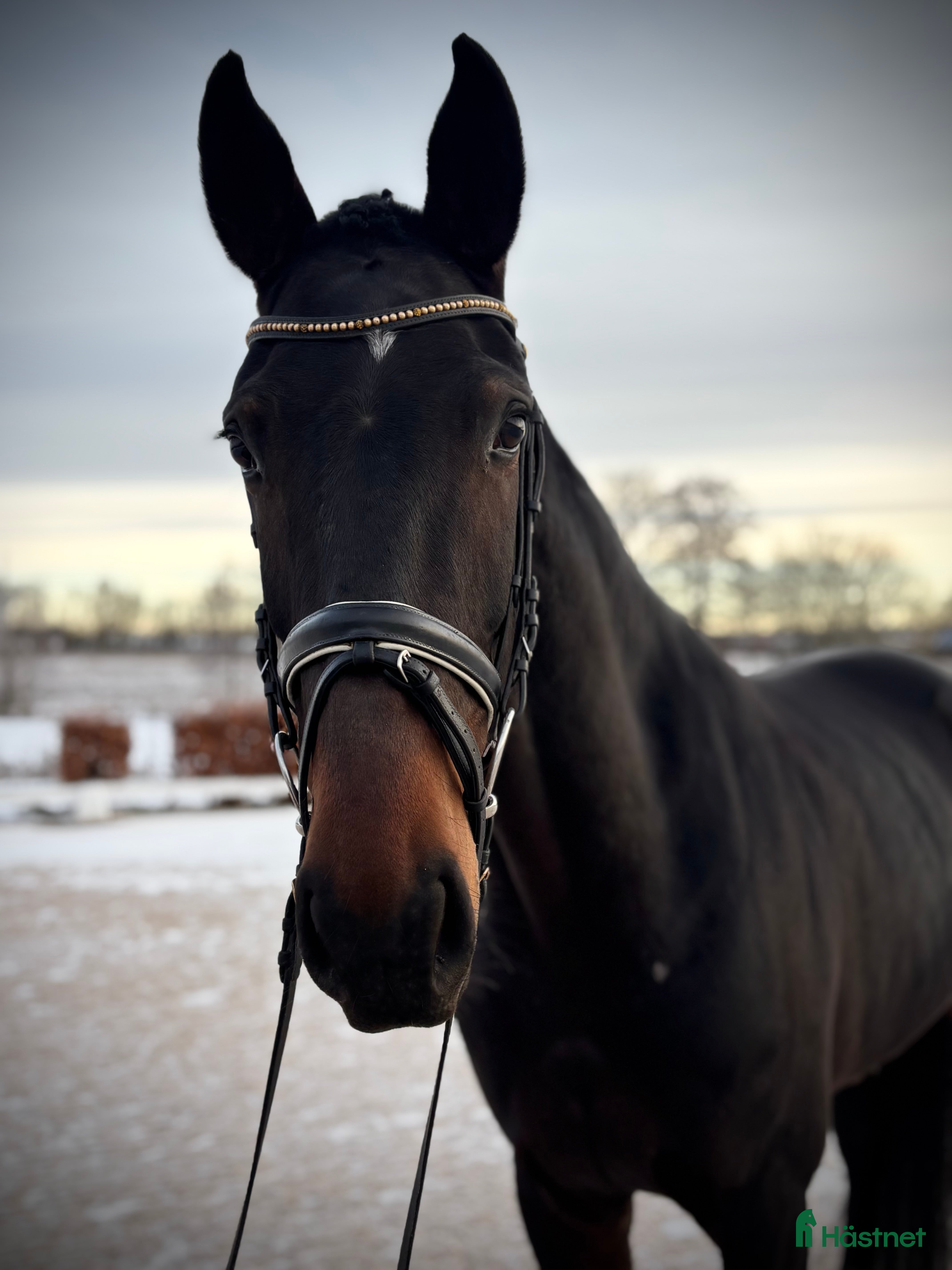  hästar 5 årig dressyrballerina i Bjuv - Annons 18