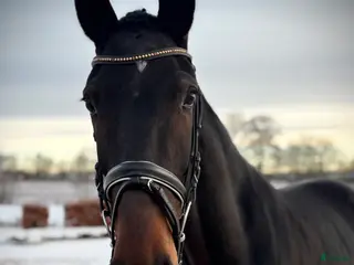 hästar 5 årig dressyrballerina i Bjuv - Annons 18