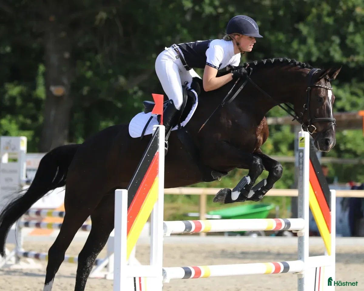  hästar Fantastisk förmåga för ett riktigt bra pris i Nordhackstedt - Annons 1