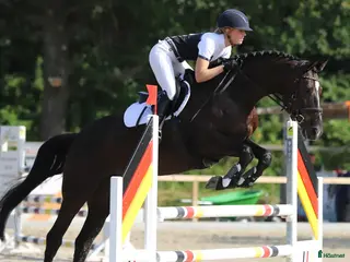 hästar Fantastisk förmåga för ett riktigt bra pris i Nordhackstedt - Annons 1