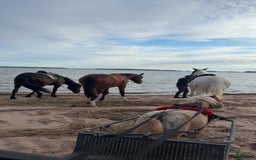 Körning hästar till salu: Vackraste totte  i Väse - Bild 2