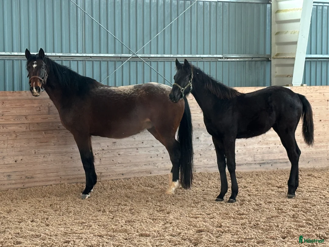 Allround hästar till salu: Mycket trevlig kille  - Annons 1