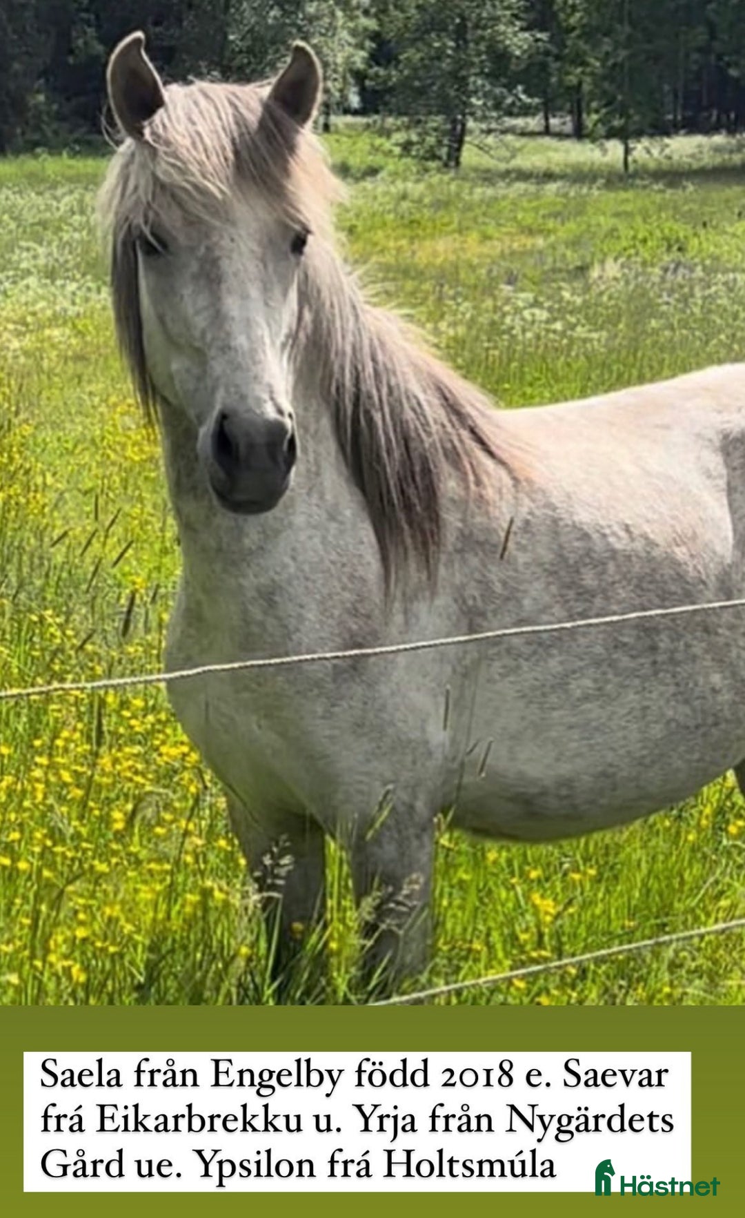 Island hästar till salu: Flera fina islandshästar  i Järna - Annons 3