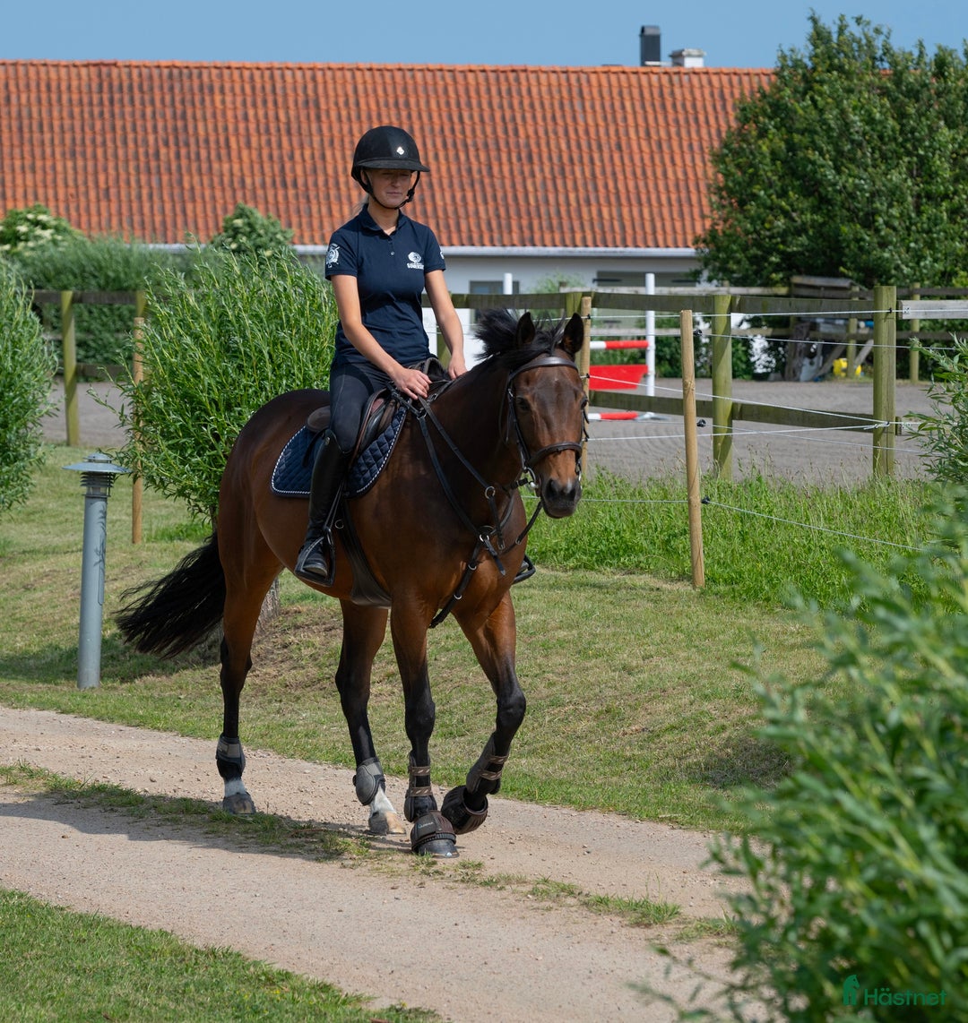 Hoppning hästar till salu: Positivt och vackert sto i Höllviken - Annons 1