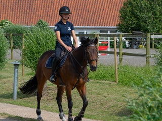 hästar Positivt och vackert sto i Höllviken - Annons 11