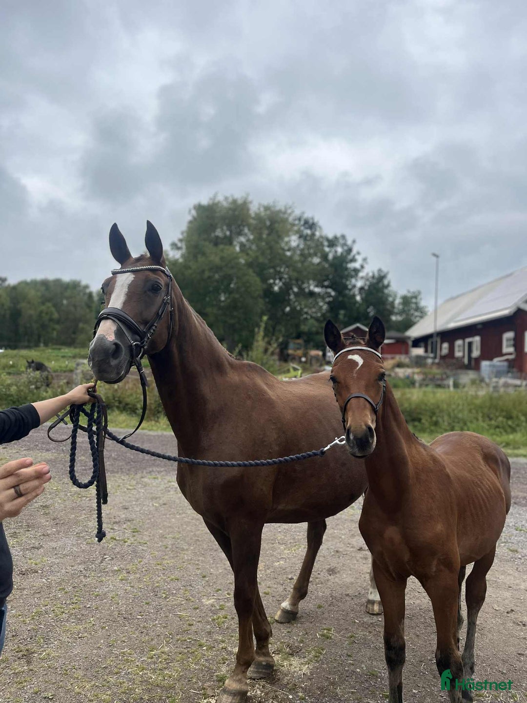 Dressyr hästar till salu: Tävling & tränings kompis OBS sänkt pris!  i Åseda - Annons 2