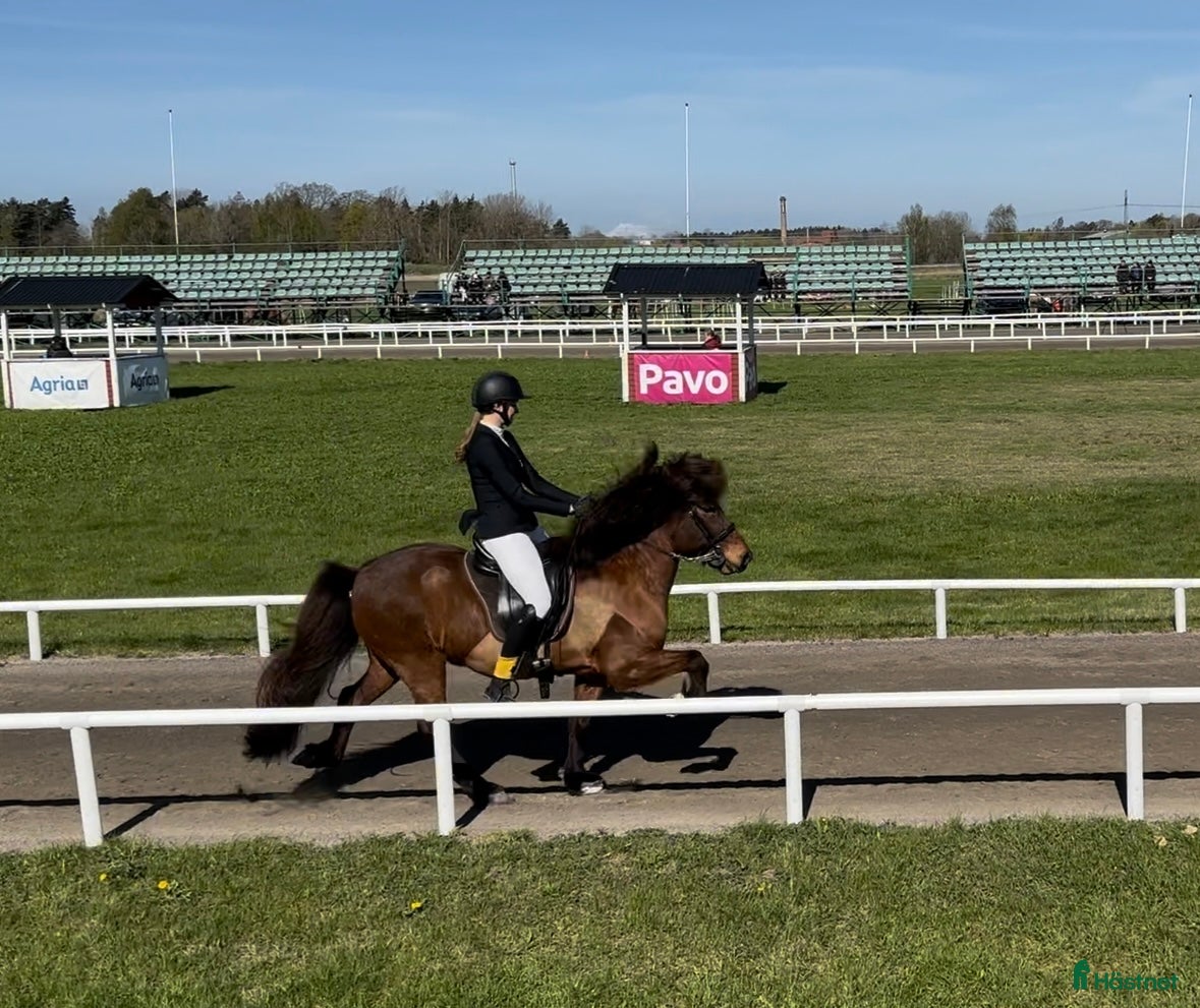  hästar Snygg valack med utstrålning!  i Rimforsa - Annons 12