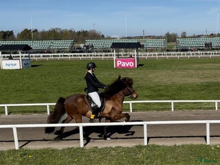 hästar Snygg valack med utstrålning! i Rimforsa - Annons 19