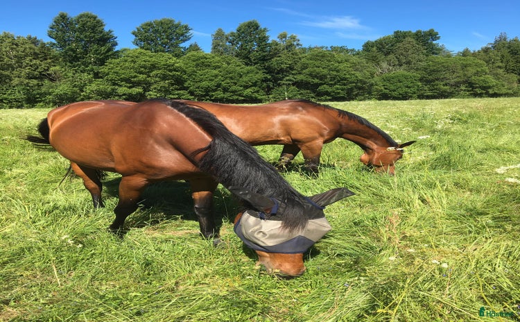  stallplats i Motala - Annons 9