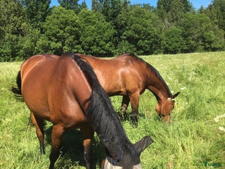 stallplats finnes: Lediga stallplatser i Motala - Annons 1