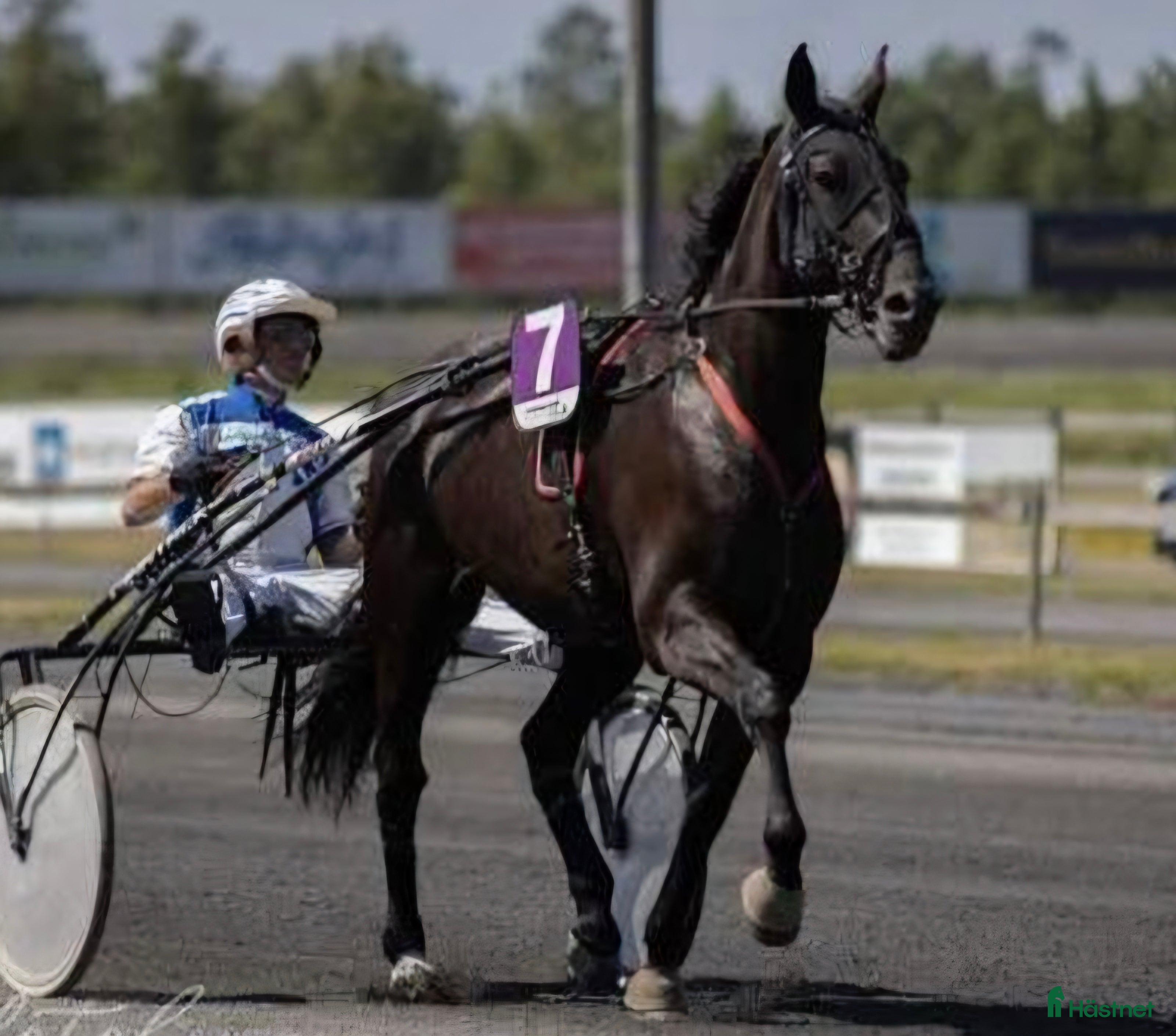 Allround hästar till salu: Vackert sto i Värnamo - Annons 2