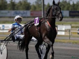 hästar Vackert sto i Värnamo - Annons 13