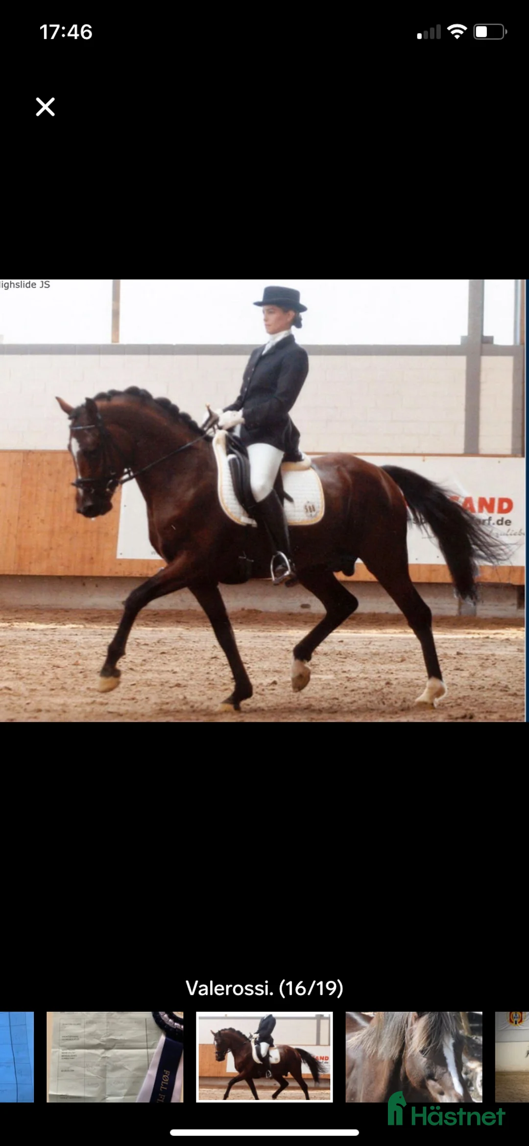 Allround hästar till salu: Sportsponni hingst for fremtiden  - Annons 7