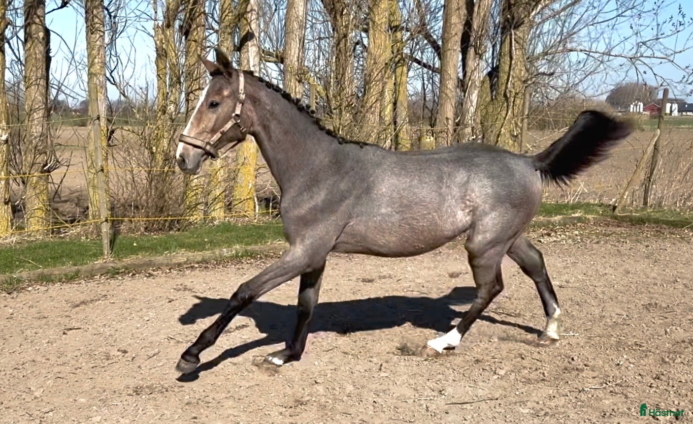  hästar Framtidslöfte med internationellt prestationsblod - Annons 1