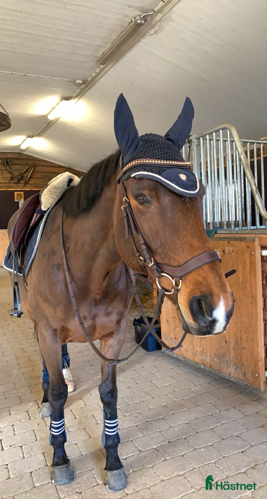  hästar Hjärtehäst måste byta hem  i Skänninge - Annons 20