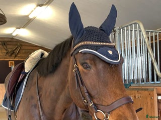 hästar Hjärtehäst måste byta hem i Skänninge - Annons 6