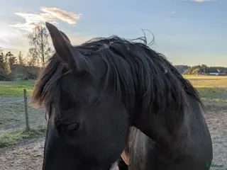 medryttarhäst sökes: Häst att bygga relation till - Annons 1