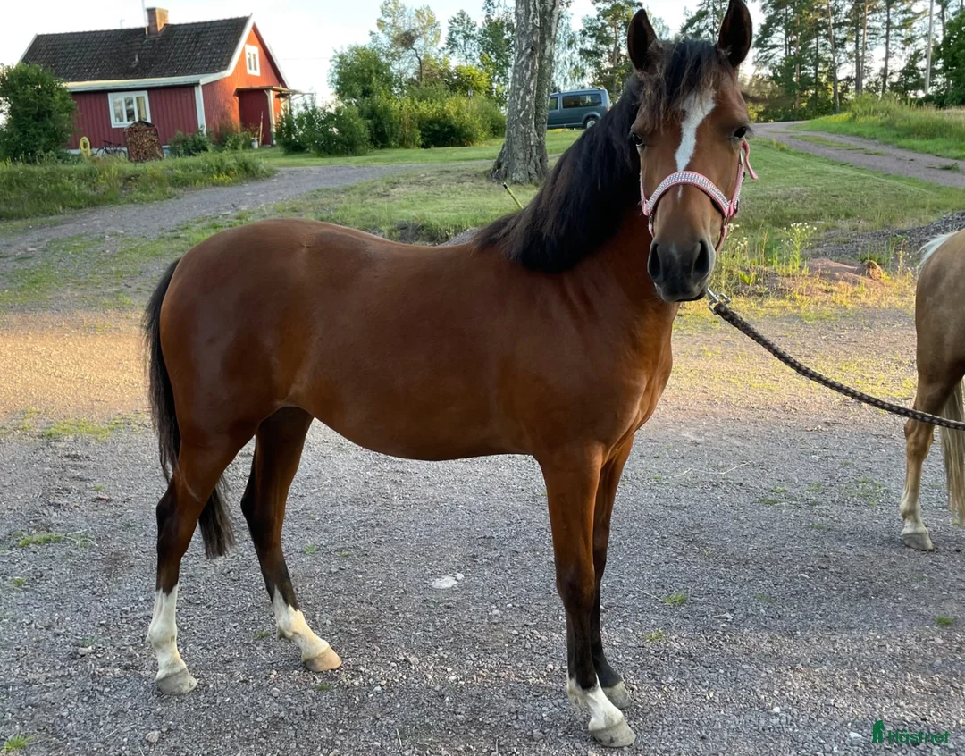 Hoppning hästar till salu: Underbara River Chanel - Annons 2