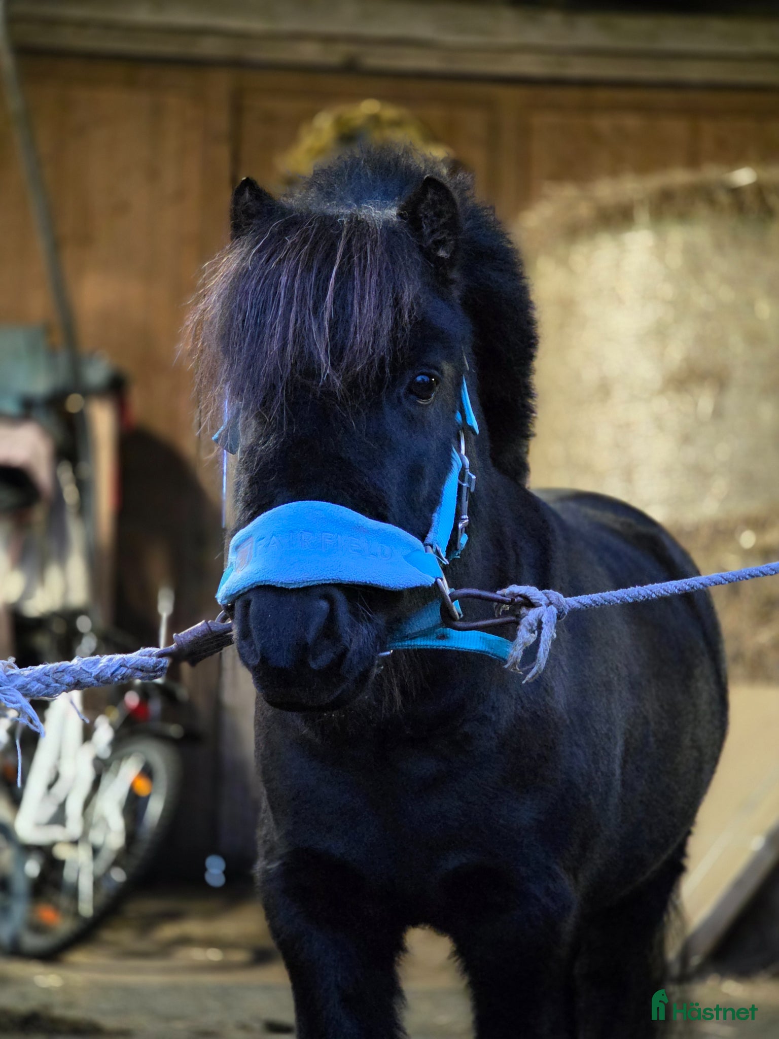  hästar Ponnyn alla drömmer om!🌟 - Annons 1