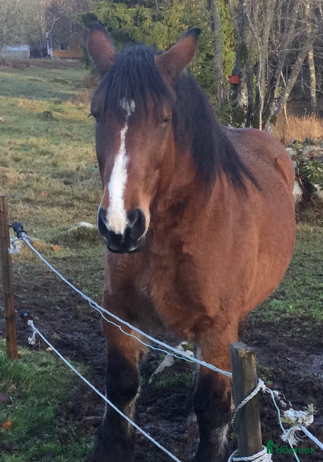 Sällskap hästar till salu: Stina till sällskap i Korsberga - Annons 5