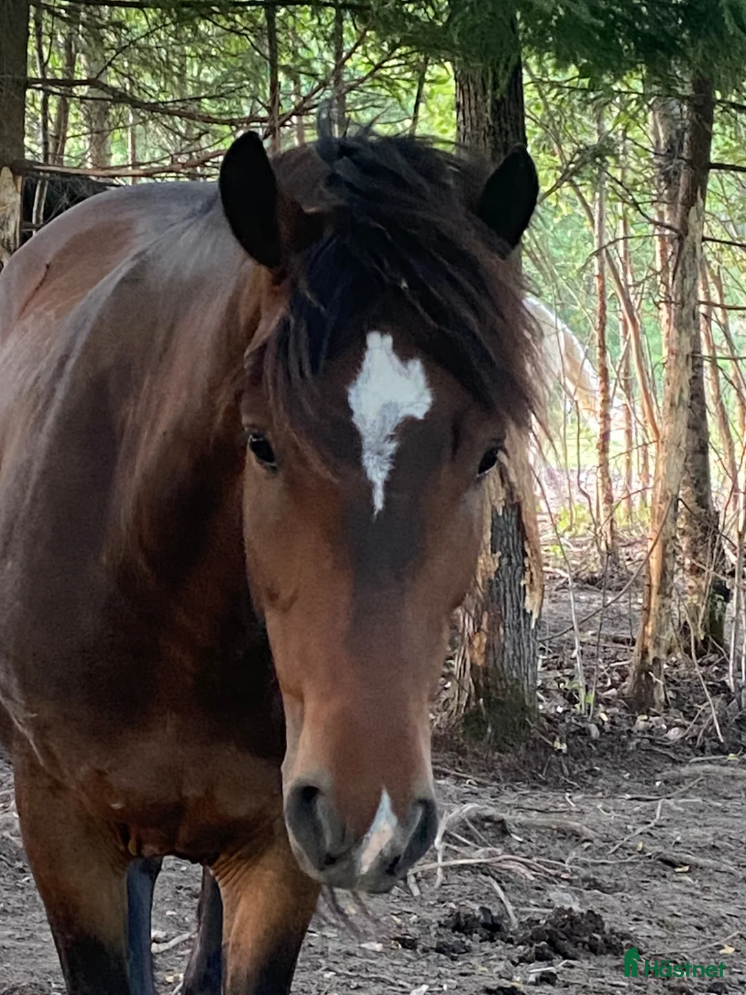 Allround hästar till salu: Söt nordsvensk valack - Annons 2
