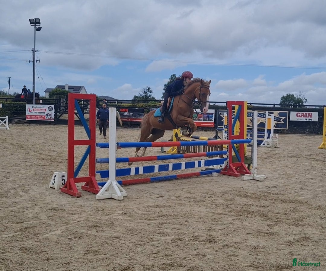 Dressyr hästar till salu: Super amazing pony i Göteborg - Annons 7